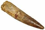 Fossil Spinosaurus Tooth - Real Dinosaur Tooth #353047-1